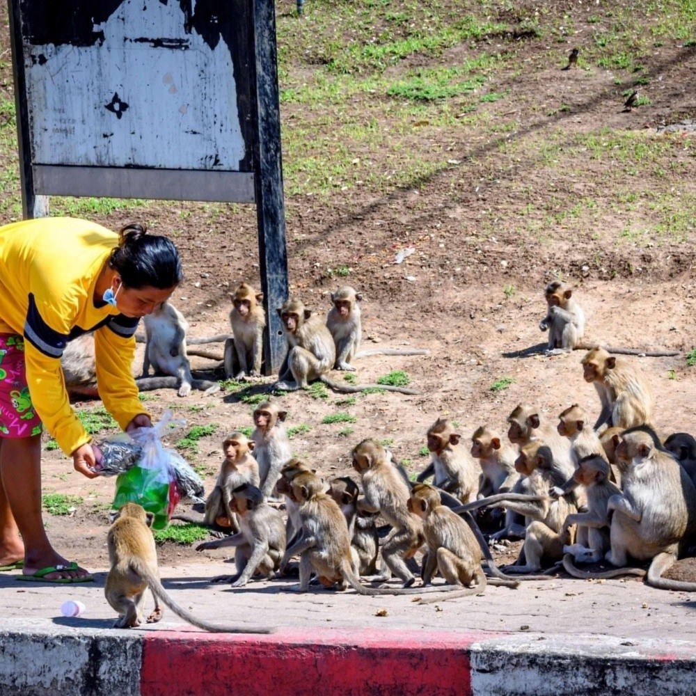 Miles de monos invaden ciudad en Tailandia