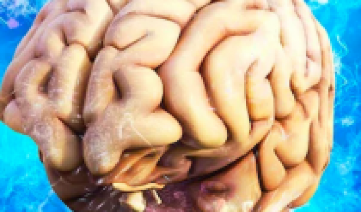Neurociencias | Capacidad de renovar neuronas se mantiene en la enfermedad de Alzheimer, y en ella podría estar la esperanza de los pacientes