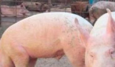 Se producen en el norte 20 mil cerdos mensuales en Los Mochis, Sinaloa