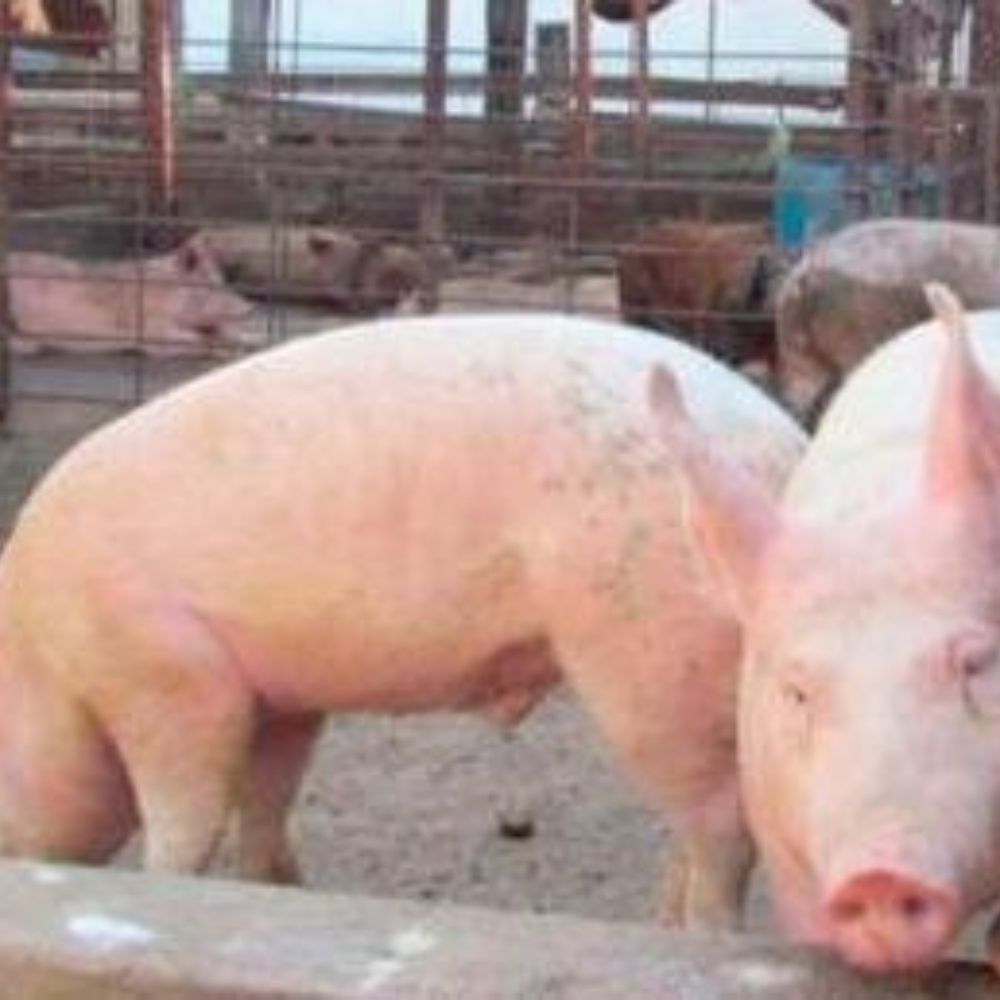 Se producen en el norte 20 mil cerdos mensuales en Los Mochis, Sinaloa