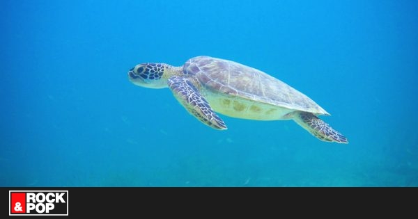 Tortugas se triplican en Aruba luego de ausencia de turistas