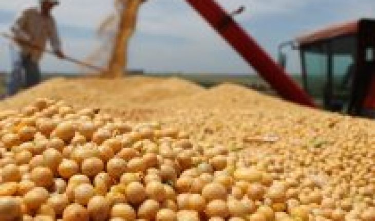 translated from Spanish: Legume shortage: a problem of food security and sovereignty