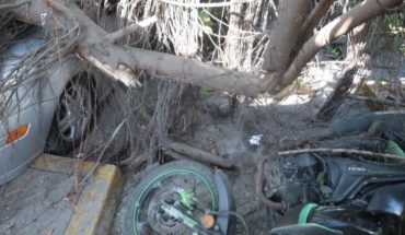 translated from Spanish: Woman gets trapped when a tree falls on top of her vehicle in Mazatlan