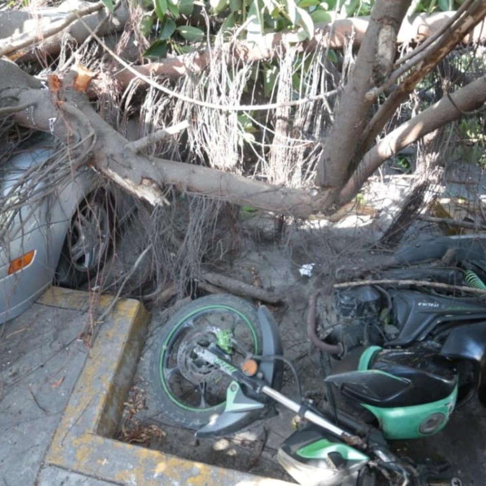 Woman gets trapped when a tree falls on top of her vehicle in Mazatlan