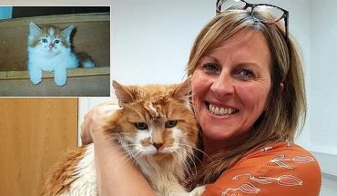 A los 31 años falleció Rubbles el gato más viejo del mundo