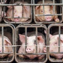 Alerta sin alarma: qué hacer frente al virus porcino con ‘potencial pandémico’ detectado en China