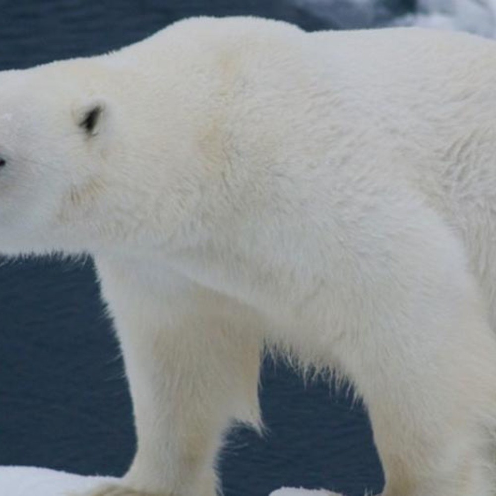 Altas temperaturas están acabando con el Círculo Polar Ártico, una señal clara del cambio climático