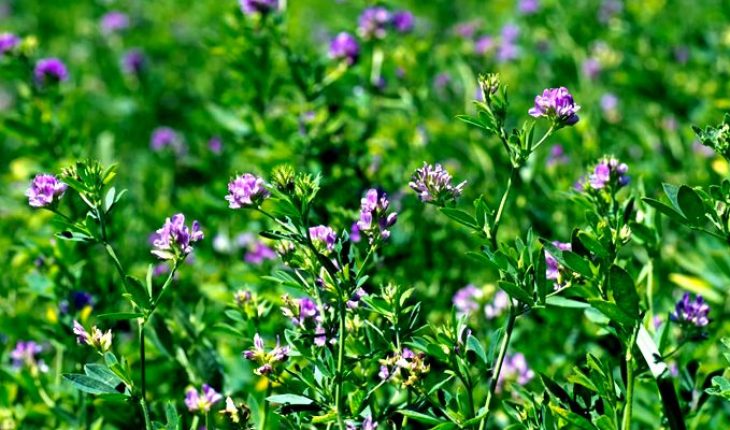 Beneficios y propiedades de la alfalfa para la salud