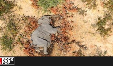 Conmoción por la muerte de cientos de elefantes en el norte de Botswana