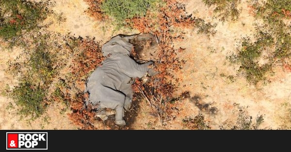 Conmoción por la muerte de cientos de elefantes en el norte de Botswana