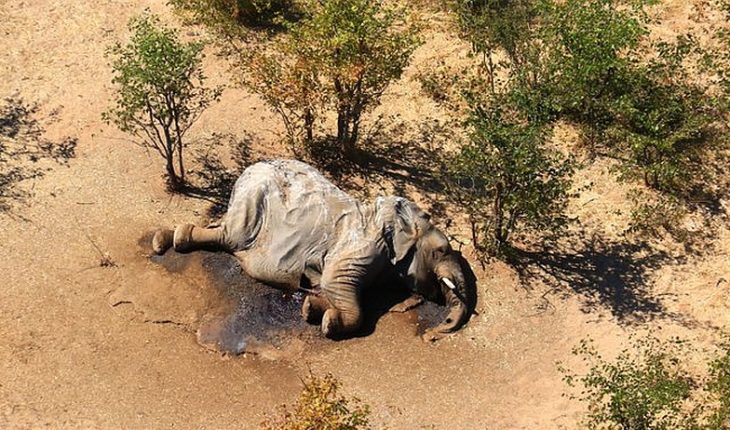 Consternación causa misteriosa muerte de más de 360 elefantes en Botswana