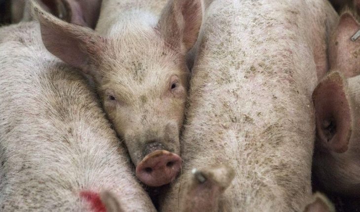 Convocan a un tuitazo masivo contra la instalación de granjas industriales de cerdo