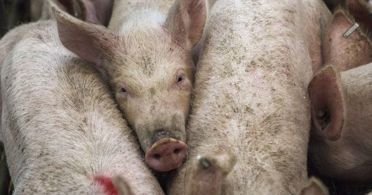 Convocan a un tuitazo masivo contra la instalación de granjas industriales de cerdo