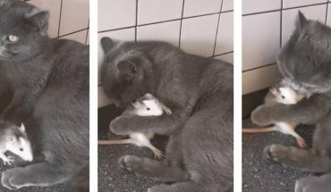 Dulce gata adopta una rata y la consiente con amor de madre (VIDEO)