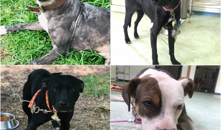 El Metro cumple 3 años rescatando perritos y organiza evento de adopción