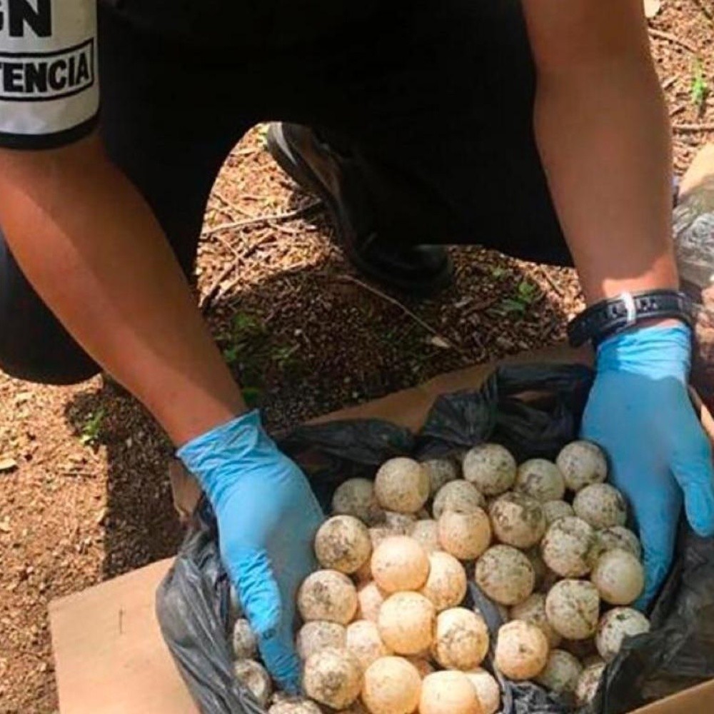 En Oaxaca recuperan más de 1,000 huevos de tortuga, que serían comercializados ilegalmente