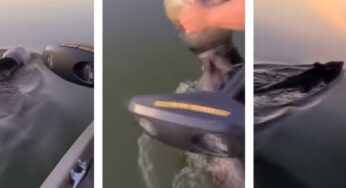 Familia rescata a oso que nadaba con plástico en la cabeza (VIDEO)