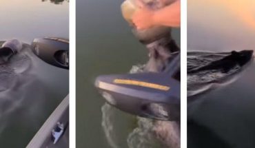 Familia rescata a oso que nadaba con plástico en la cabeza (VIDEO)