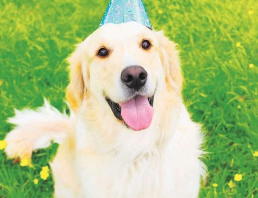 Fin del mito: estudio dice que un año de perros no equivale a 7 de humanos