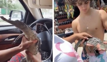 Jóvenes mexicanos compran pequeño cocodrilo con el fin de obtener ‘likes’ en TikTok (Video)