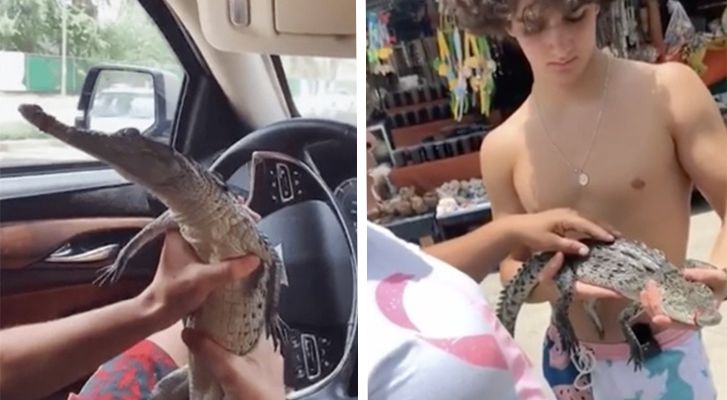Jóvenes mexicanos compran pequeño cocodrilo con el fin de obtener 'likes' en TikTok (Video)