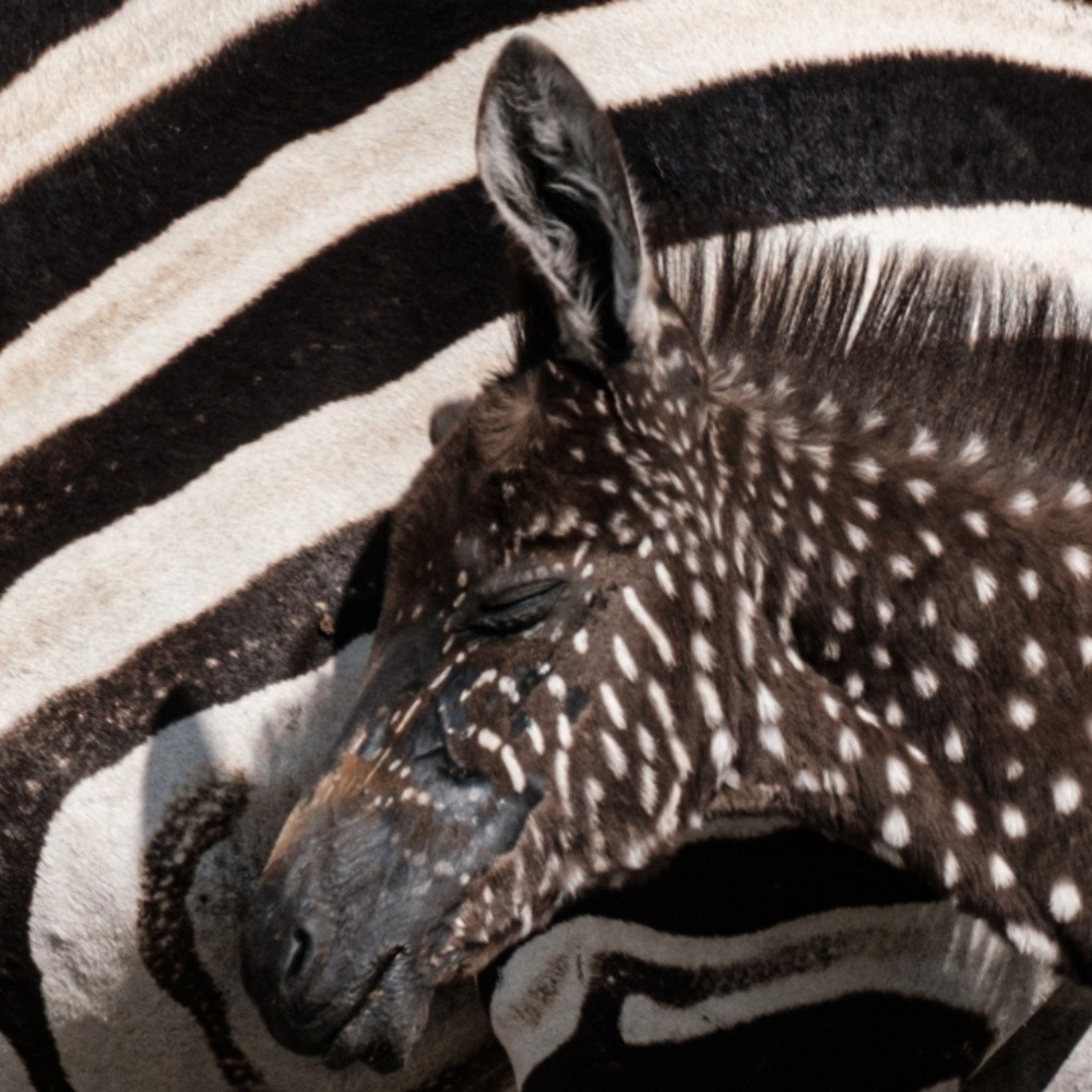 Localizan a hombre en Georgia que le pegó a una zebra en un safari