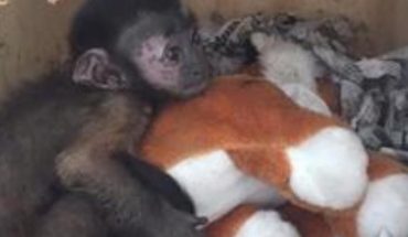 Mono capuchino es rescatado de una paquetería en Mazatlán