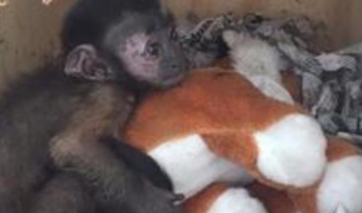 Mono capuchino es rescatado de una paquetería en Mazatlán