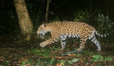 Pac-man, el jaguar que delató a traficantes chinos en México