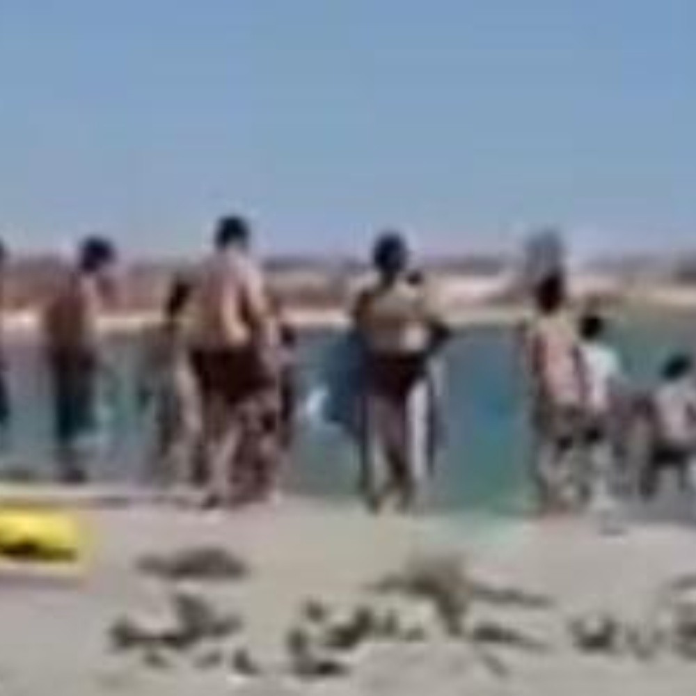 Turistas golpean con palos a una foca para que niños se tomen fotos