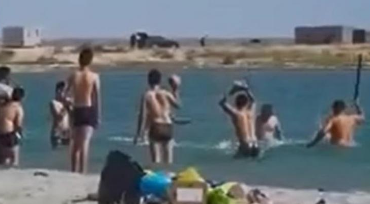 Turistas golpean con palos y rocas a una foca hasta dejarla inconsciente (Video)