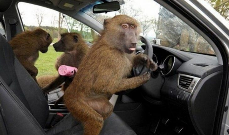 Un grupo de monos babuinos atemorizan a los ciudadanos del Reino Unido