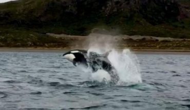 Un grupo de orcas llegó a la Costa Argentina para cazar lobos marinos