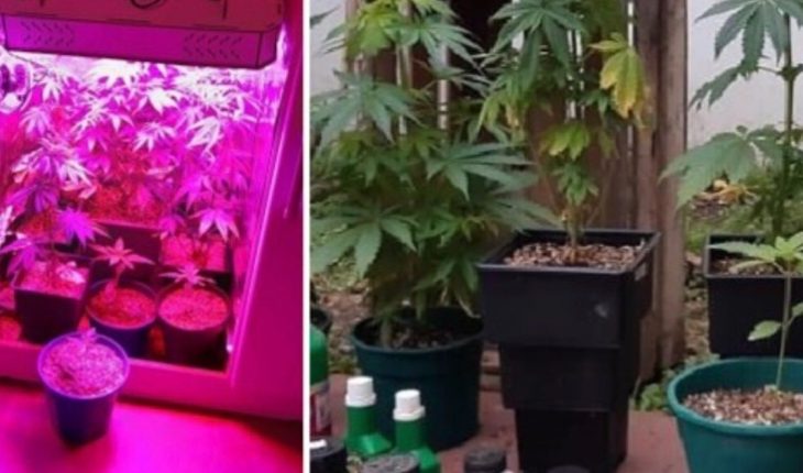 Un hombre montó un invernadero de marihuana y vendía por las redes sociales