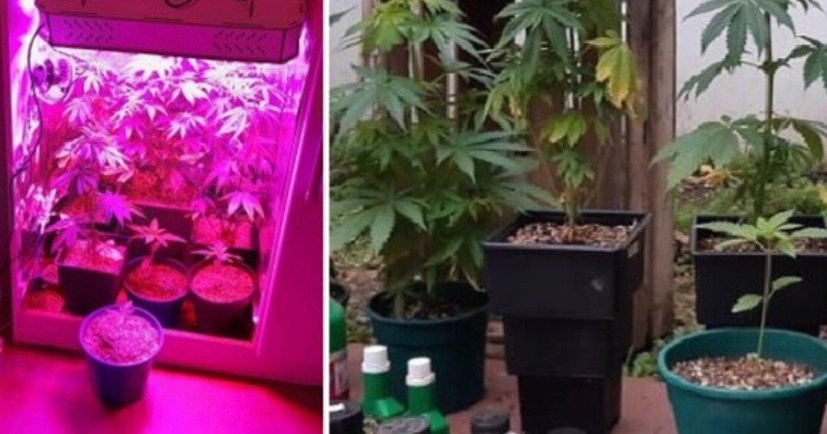 Un hombre montó un invernadero de marihuana y vendía por las redes sociales