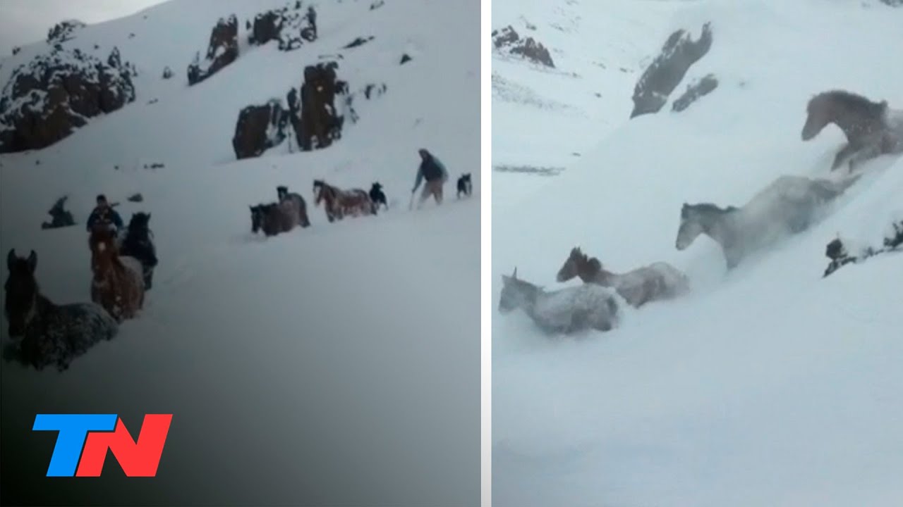 Hazaña en plena Cordillera: la impactante odisea de 4 gauchos patagónicos para rescatar una tropilla