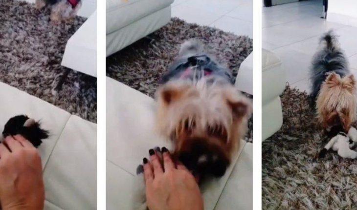 translated from Spanish: Dog infuriates because its owner makes “cariñitos” a stuffed animal (VIDEO)