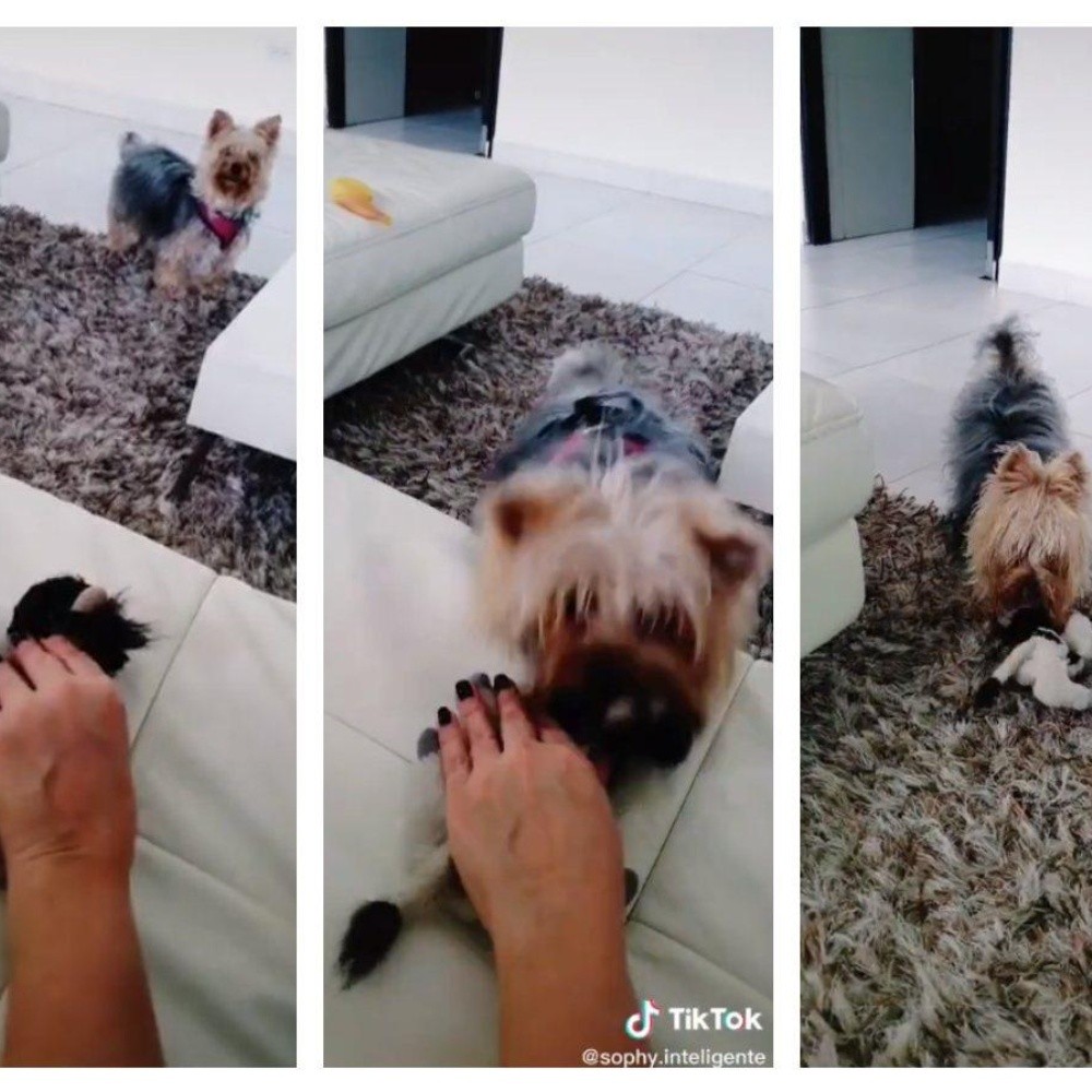 Dog infuriates because its owner makes "cariñitos" a stuffed animal (VIDEO)
