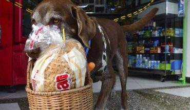 translated from Spanish: Eros, a dog that helps store in Colombia keep away