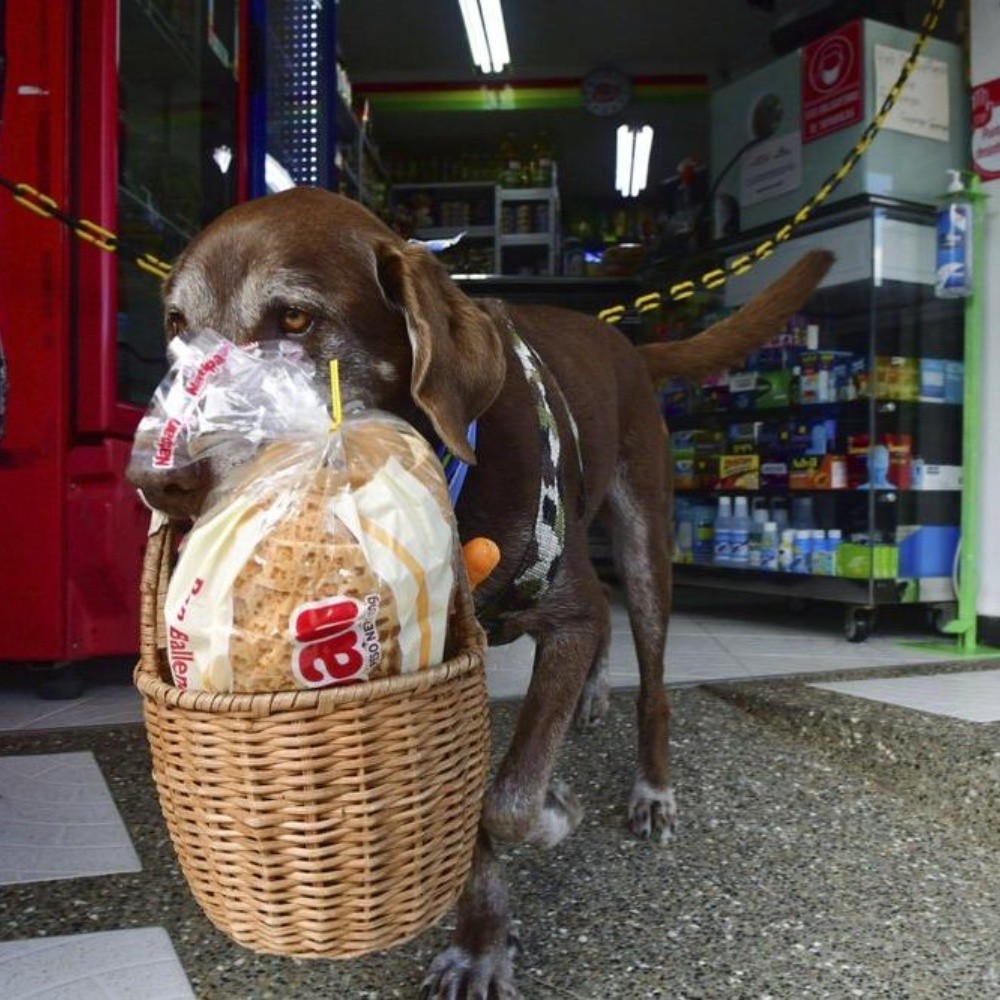 Eros, a dog that helps store in Colombia keep away