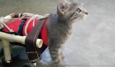 translated from Spanish: Meet the kitten who stopped walking after a brutal dog attack