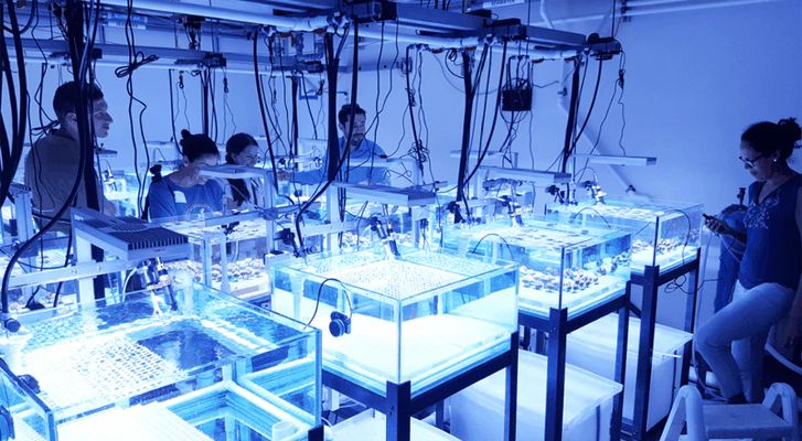 Mexico first achieves sexual reproduction of corals in laboratory