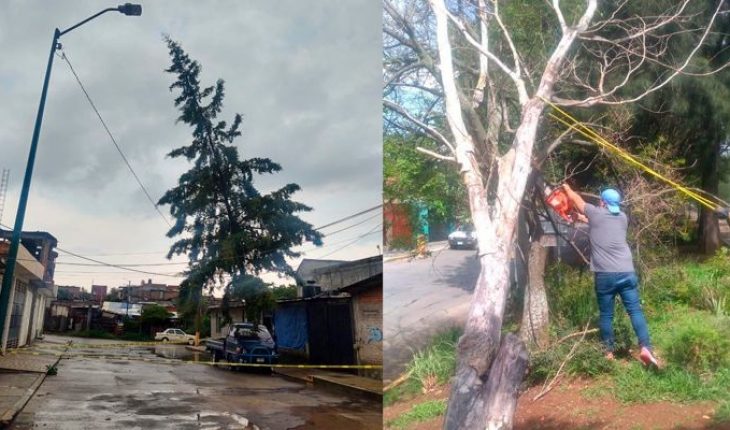 translated from Spanish: Morelia City Council continues with removal of fallen branches and trees
