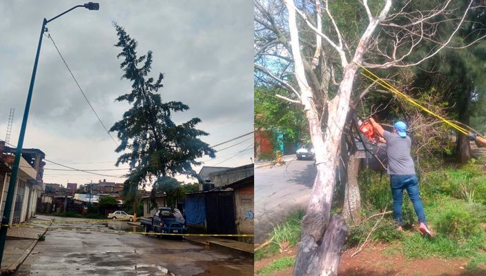 Morelia City Council continues with removal of fallen branches and trees