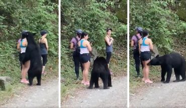 translated from Spanish: Remember the young lady who took a selfie with a bear? we show you the selfie (Video)