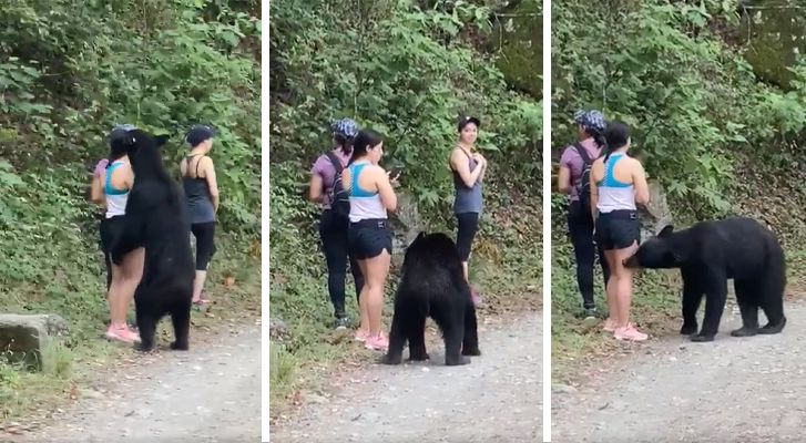 Remember the young lady who took a selfie with a bear? we show you the selfie (Video)