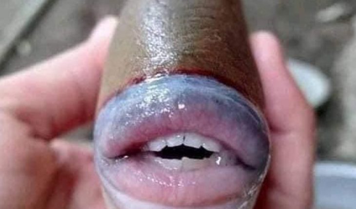 translated from Spanish: Strange “kissing” fish with human lips and teeth