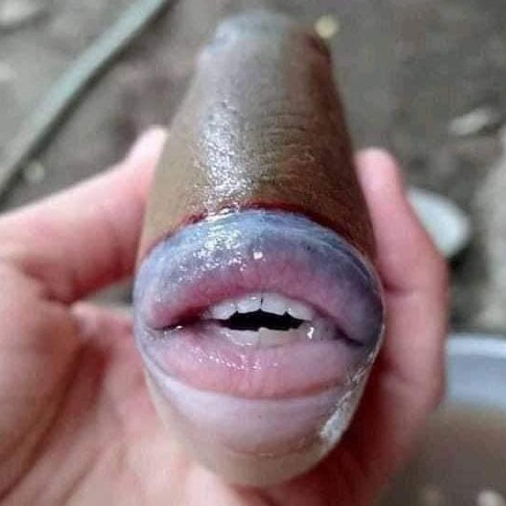 Strange "kissing" fish with human lips and teeth