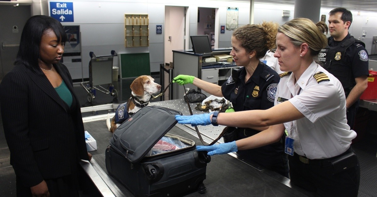 UBA trains dogs to detect coronavirus with smell