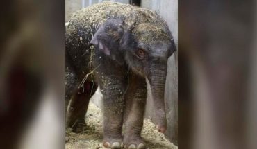Bebé elefante muere 27 días después de su nacimiento en el zoológico de St. Louis